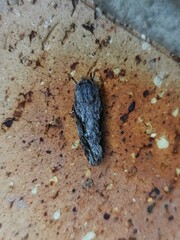 Agriophara confertella