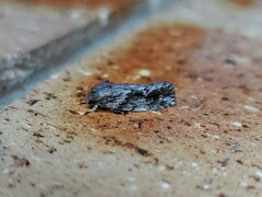 Agriophara confertella