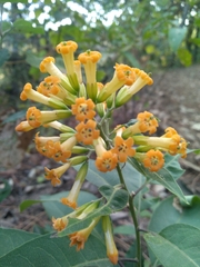 Cestrum aurantiacum
