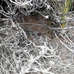 Latrodectus mirabilis