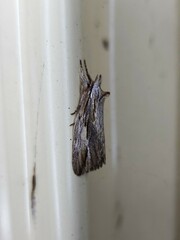 Ecnomodes sagittaria