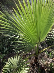 Washingtonia filifera