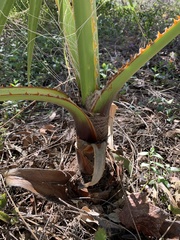 Washingtonia filifera