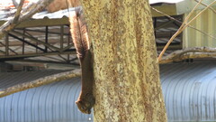 Callosciurus erythraeus