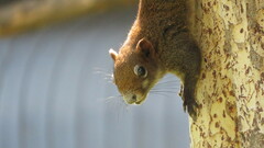 Callosciurus erythraeus