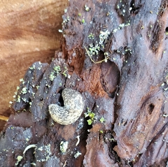 Deroceras reticulatum