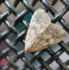 Tolpiodes oligolasia