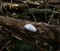 Coelostomidia