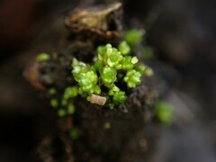 Bryum barnesii