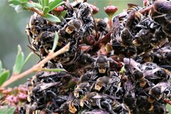 Lipotriches australica