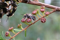 Lipotriches australica