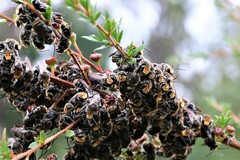 Lipotriches australica