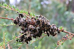 Lipotriches australica