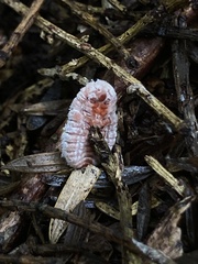 Coelostomidia