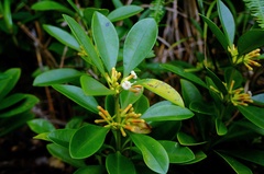 Alyxia monticola