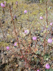 Eremalche rotundifolia