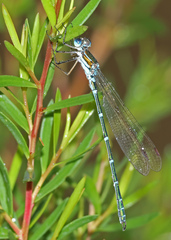 Austrolestes cingulatus
