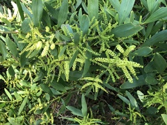 Acacia longifolia