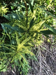 Acacia longifolia