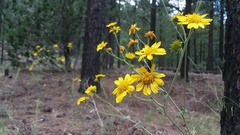 Verbesina encelioides