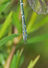 Austrolestes cingulatus