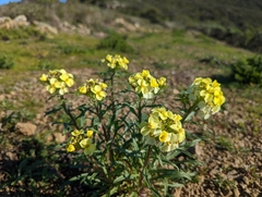 Erysimum franciscanum