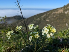Erysimum franciscanum