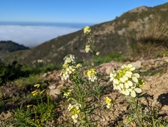 Erysimum franciscanum