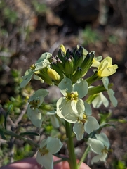 Erysimum franciscanum