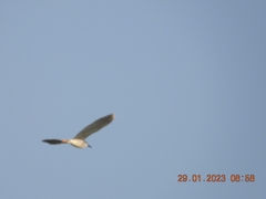 Nycticorax nycticorax