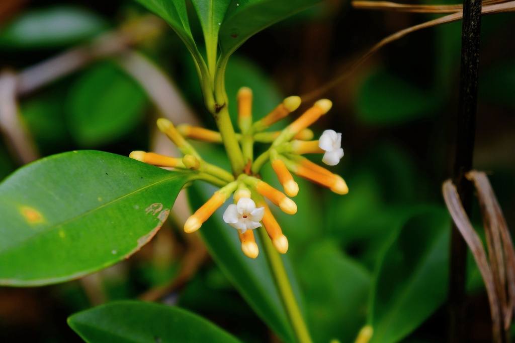 Alyxia monticola