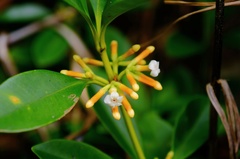 Alyxia monticola