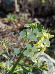 Erysimum franciscanum
