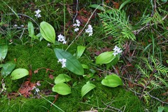 Galearis rotundifolia