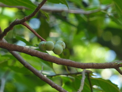 Prunus ceylanica