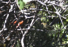 Drepanis coccinea