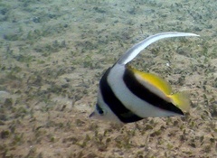 Heniochus acuminatus