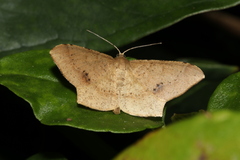 Krananda falcata
