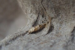 Mompha murtfeldtella