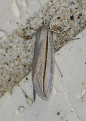 Doryodes tenuistriga