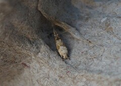 Mompha murtfeldtella