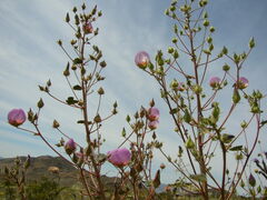 Eremalche rotundifolia