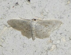 Scopula benitaria