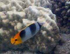 Chaetodon ulietensis