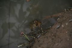 Hoplobatrachus occipitalis