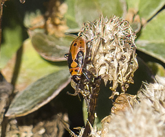 Lygaeus kalmii