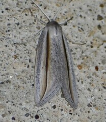 Doryodes tenuistriga