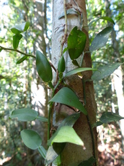 Pothos scandens