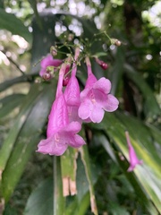 Strobilanthes hamiltoniana