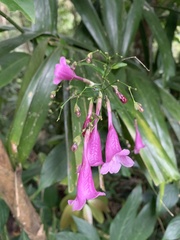 Strobilanthes hamiltoniana